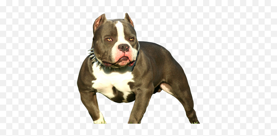 Pin - American Bully Dog Png,Pitbull Png