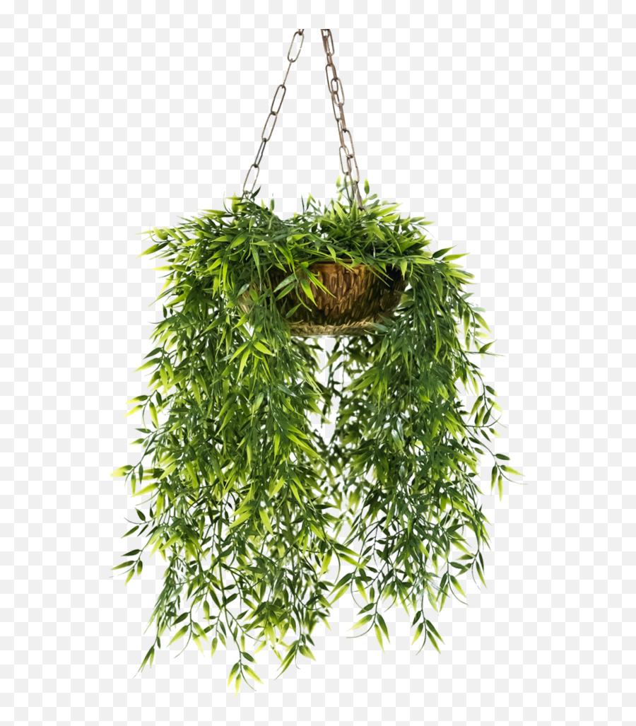 Hanging Plants Png 4 Image