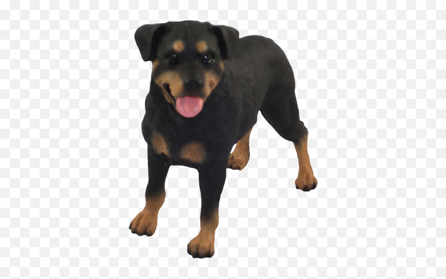 7 Rottweiler Gifts For Rottie Lovers - Transylvanian Hound Png,Rottweiler Png