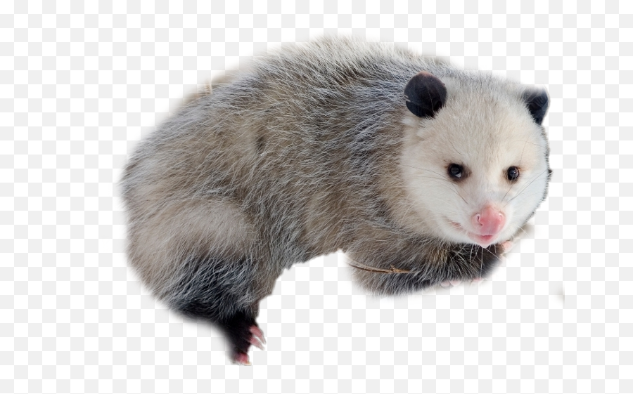 Opossum Transparent Cartoon Png Possum