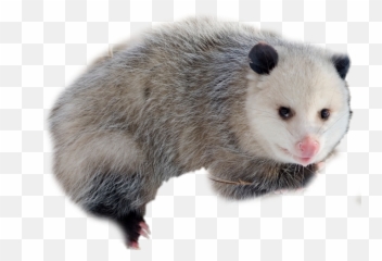Opossum Transparent Cartoon Png Possum