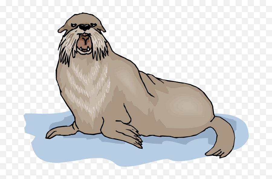 Walrus Background Png Clipart - Clip Art,Walrus Png