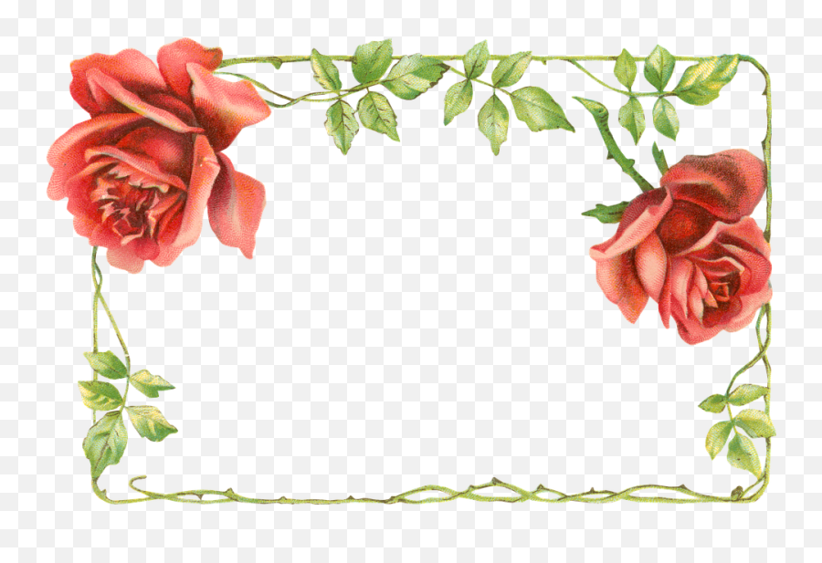 Flower Box Flowers Plant - Cuadro De Flores Png,Rose Vines Png