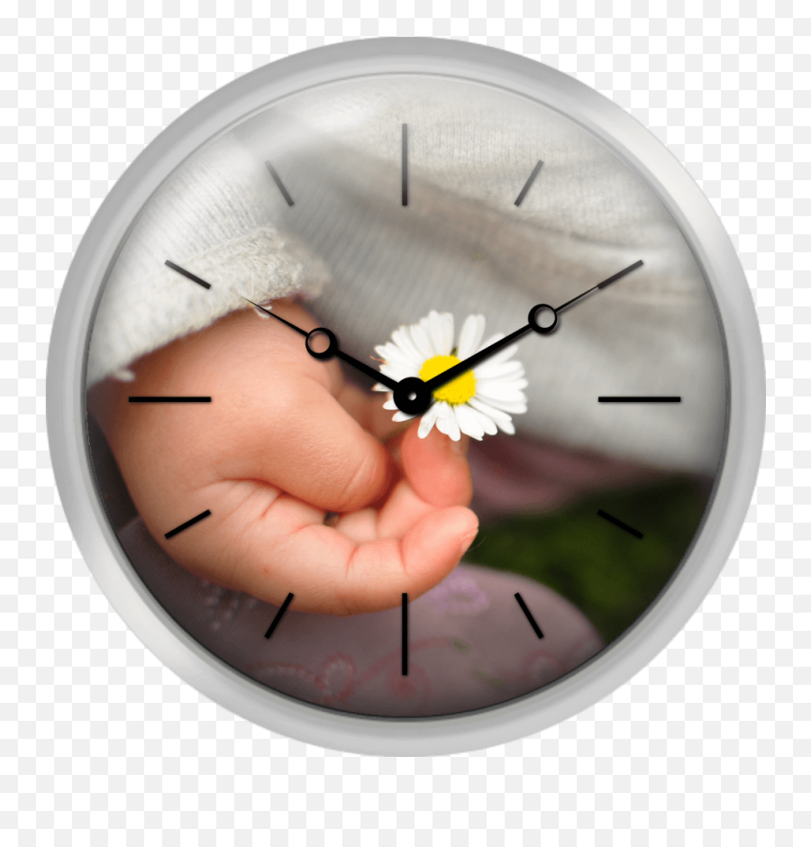 Download White Daisy In Baby Hand - Wall Clock Hd Png Transparent Clock,Clock Hand Png
