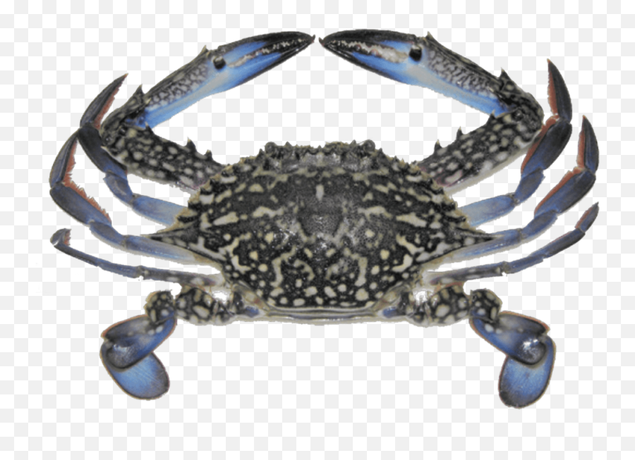 Orb Exim Corporation Pvt Ltd Frozen Seafood Exporter - Scientific Classification Of Crab Png,Blue Crab Png