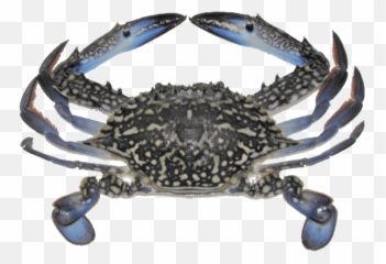 Orb Exim Corporation Pvt Ltd Frozen Seafood Exporter - Scientific Classification Of Crab Png,Blue Crab Png