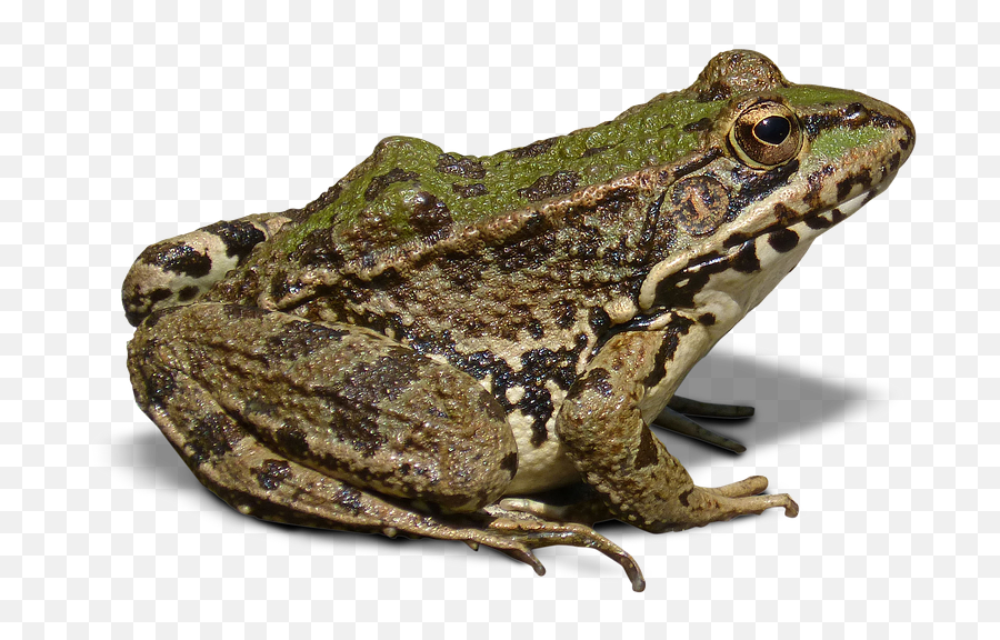 Frog Icon - Bullfrog Png,Wednesday Frog Png