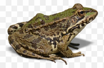 Frog Icon - Bullfrog Png