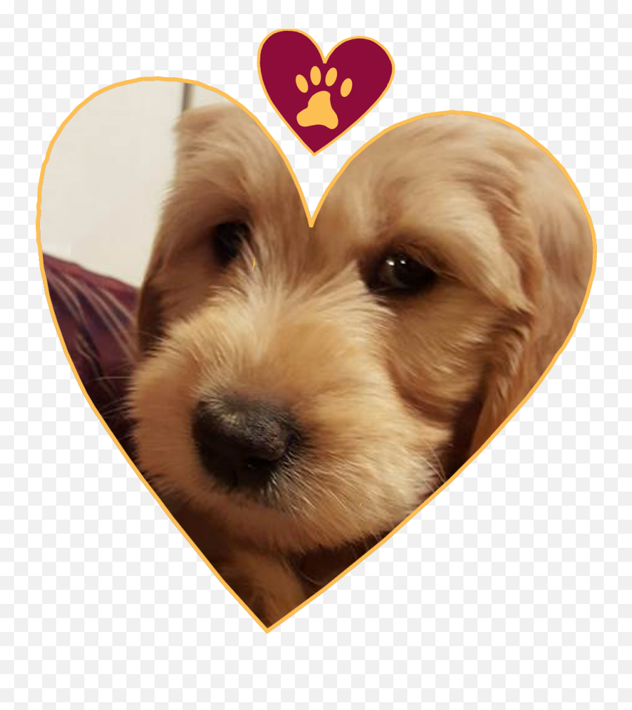 Yorkie Png - Love My Dogs Companion Dog 5200868 Vippng Vulnerable Native Breeds,Yorkie Png