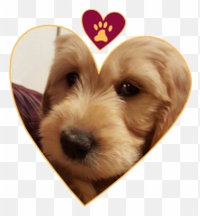 Yorkie Png - Love My Dogs Companion Dog 5200868 Vippng Vulnerable Native Breeds,Yorkie Png