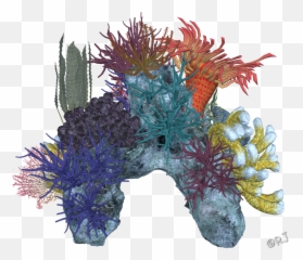 Download Hd Coral Reef Png Transparent Image