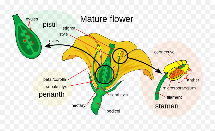 Filemature Flower Diagramsvg - Wikimedia Commons Pollen Grain Of A Flower Png,Flower Graphic Png