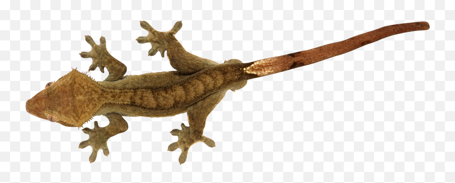 Lizard Png - Crested Gecko Transparent Background,Lizard Transparent Background