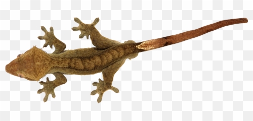 Lizard Png - Crested Gecko Transparent Background
