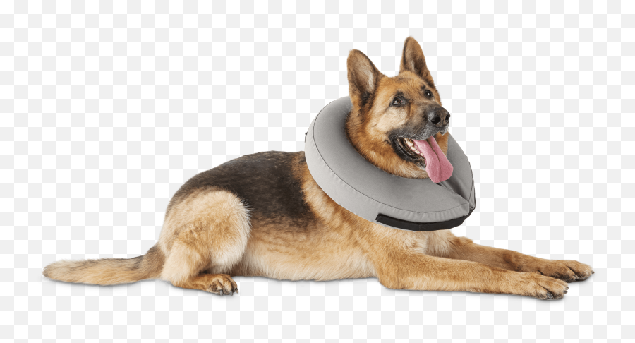 Well Good Inflatable Collar For Dogs - Dog Donut Collar Png,Platinum Cats Vs Dogs Icon
