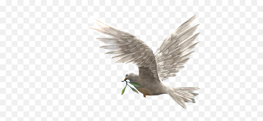 Index Of Userstbalzebirdpng - Dove Of Peace Transparent,Peace Png