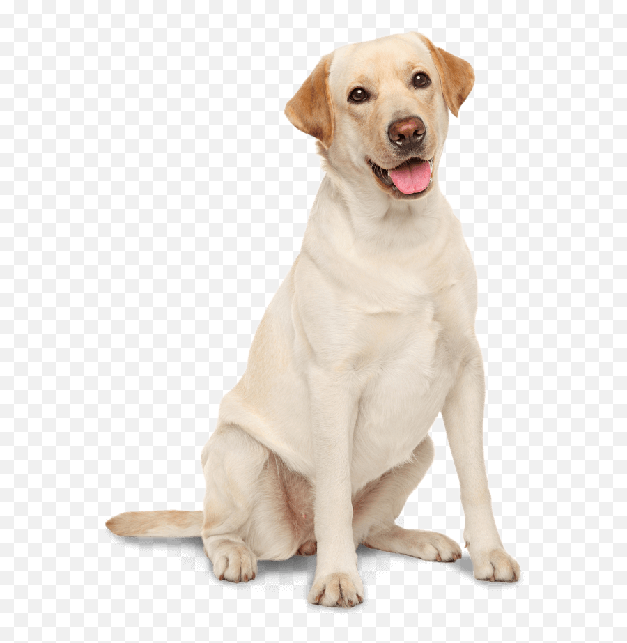 Labrador Retriever Golden - Labrador Retriever Png,Yellow Lab Icon Png