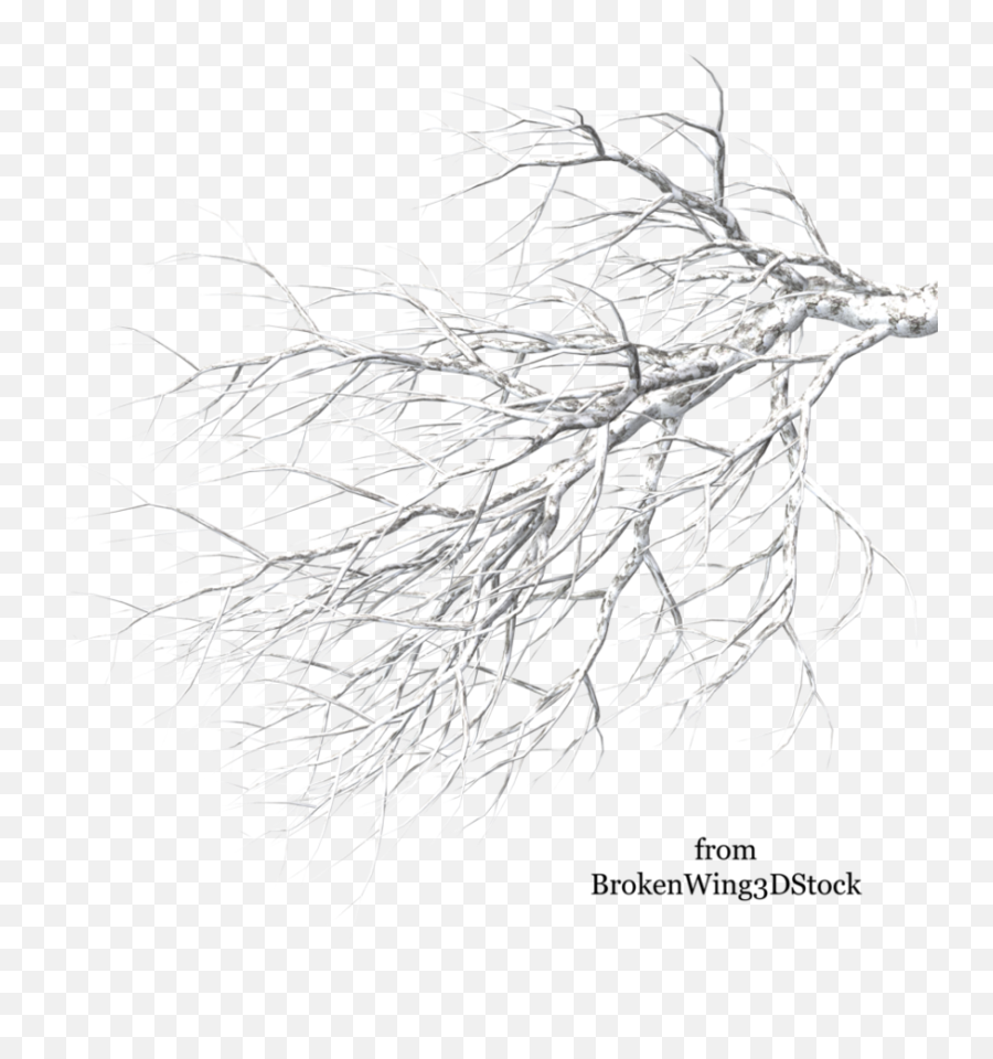 A Tree In Winter Backgrounds V05 Png Pix 894x894 - Sketch,Tree Branches Png