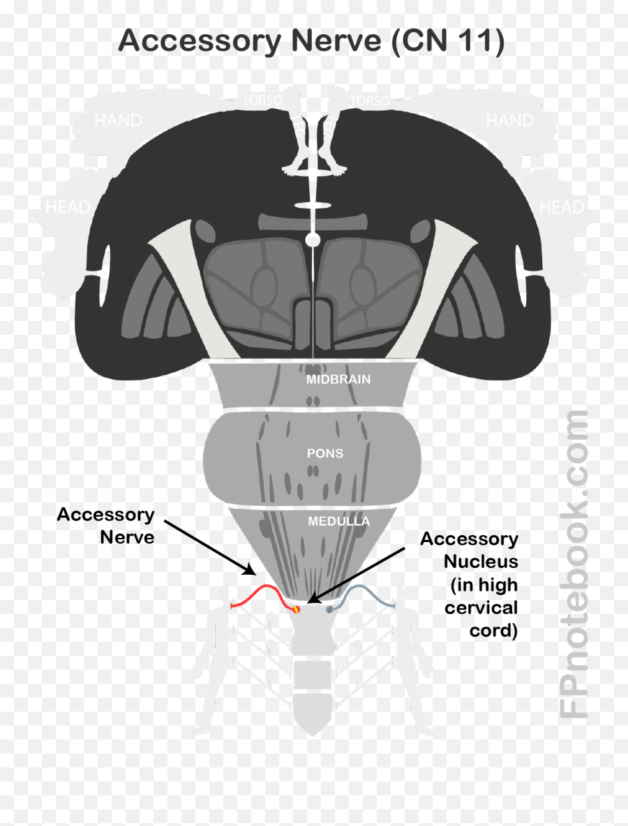 Cranial Nerve 11 - Vertical Png,9/11 Icon