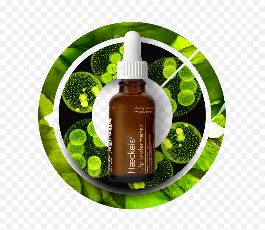Download Hd What Is Kelp Bioferment - Cosmetics Png,Algae Png