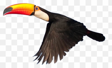 Png 1 Image - Transparent Toucan Png,Tucan Png