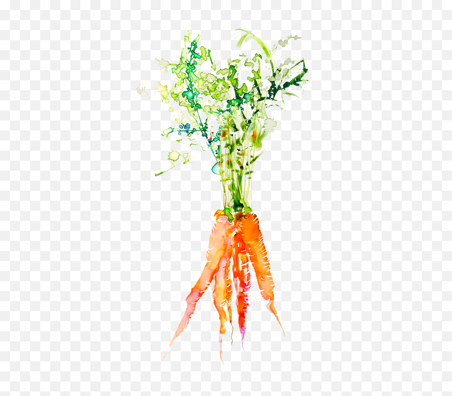 Download Carrots Png Watercolor Vector Black And White - Vegetable Illustrations Watercolour,Carrots Png
