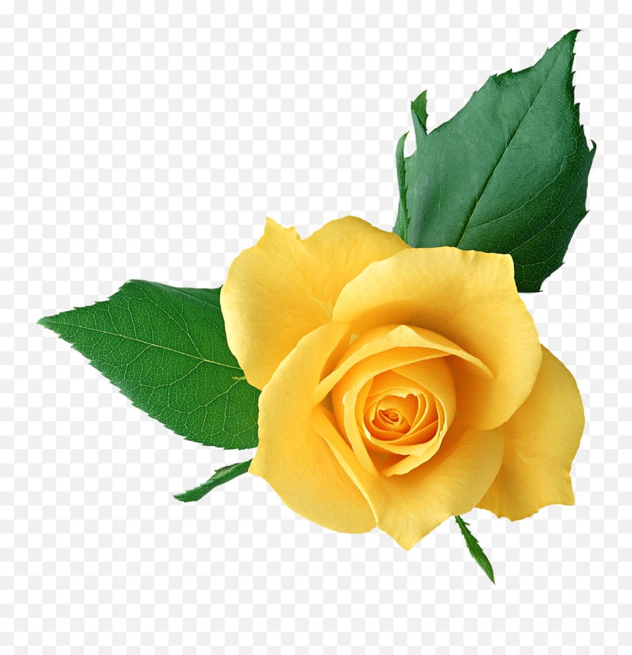 Free Pale Yellow Roses Clipart 50 Stunning Cliparts - Rose New Full Hd Png,Rose Clipart Transparent