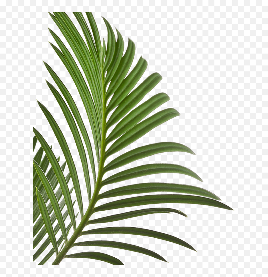 Palm Leaves Isolated - Minimal Web Design 2020 Png,Palm Leaves Transparent