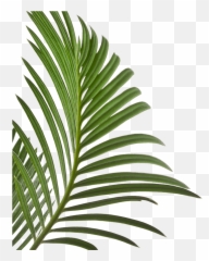 Palm Leaves Isolated - Minimal Web Design 2020 png