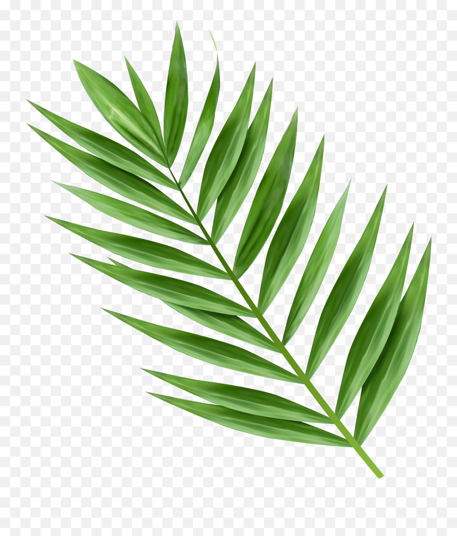 Clip Library Download Image Gallery Yopriceville High - Palm Palm Tree Leaf Clipart Png,Palm Png