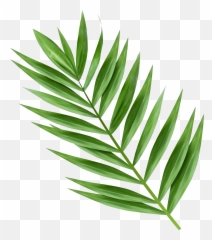 Clip Library Download Image Gallery Yopriceville High - Palm Palm Tree Leaf Clipart Png,Palm Png
