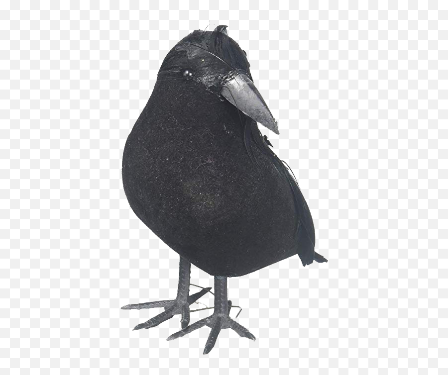 Crow Png Free Pic