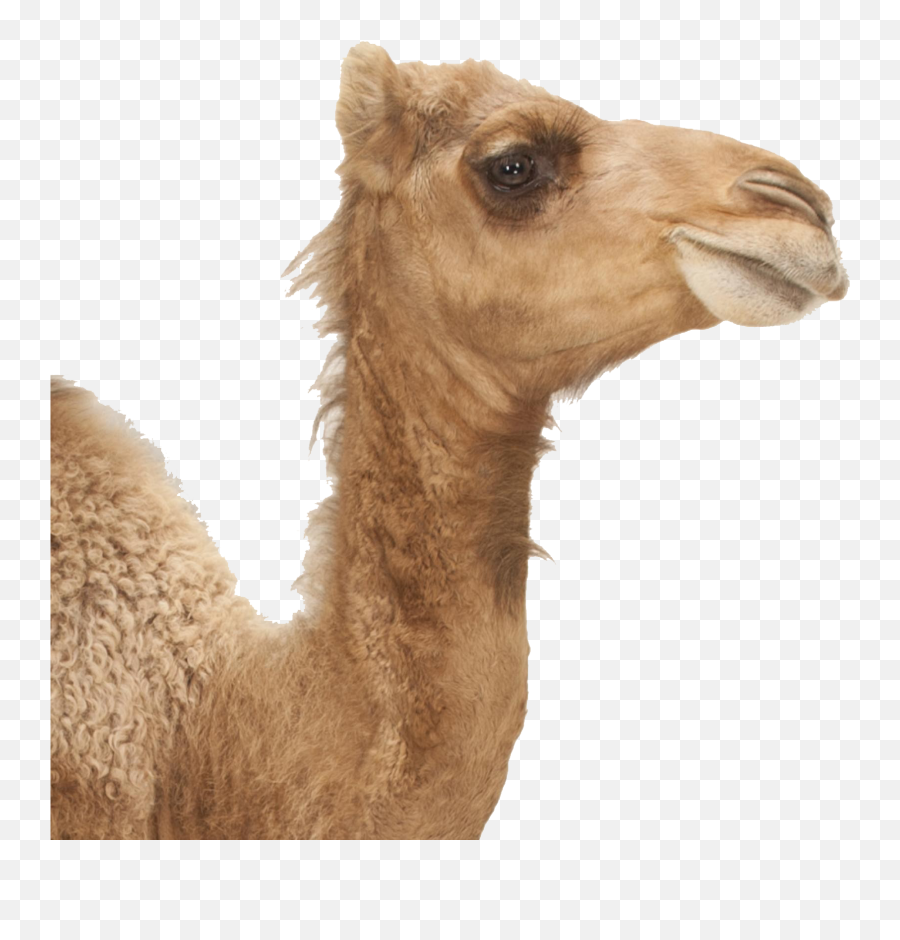 Camel Png Image Download