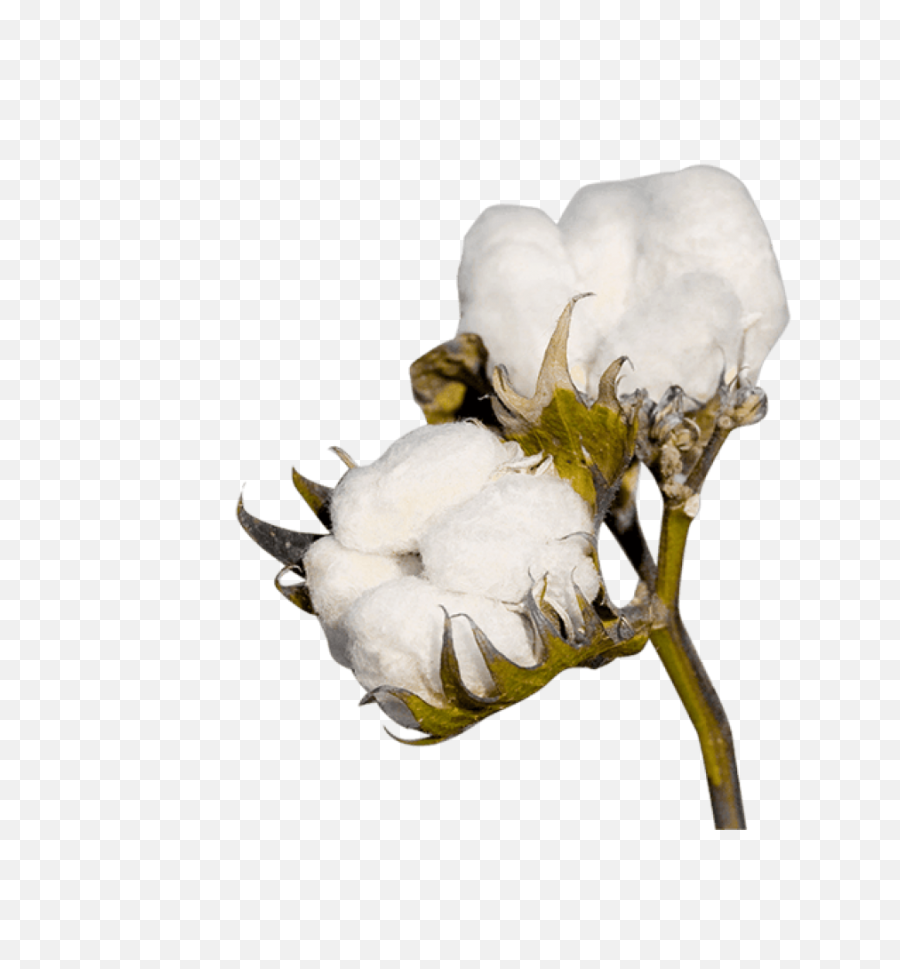 Cotton Png - Cotton Png,Plant Transparent