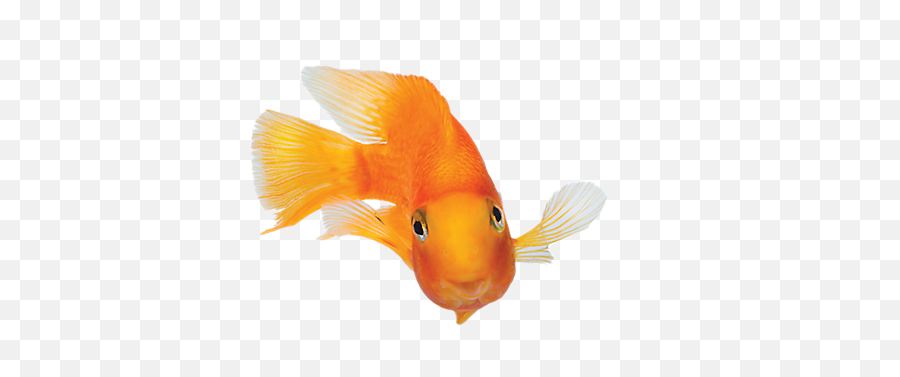 Fish Images - More Photos Goldfish Png,Tropical Fish Png