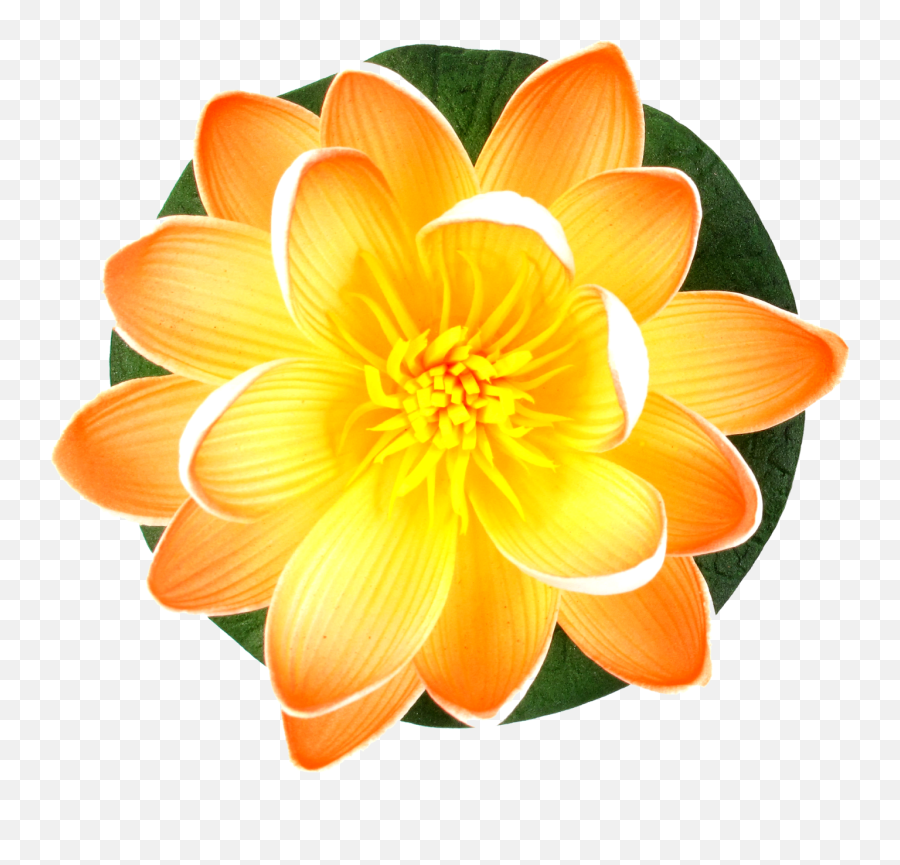 Different Type Of Flower Png Images - Dahlia,Lily Flower Png