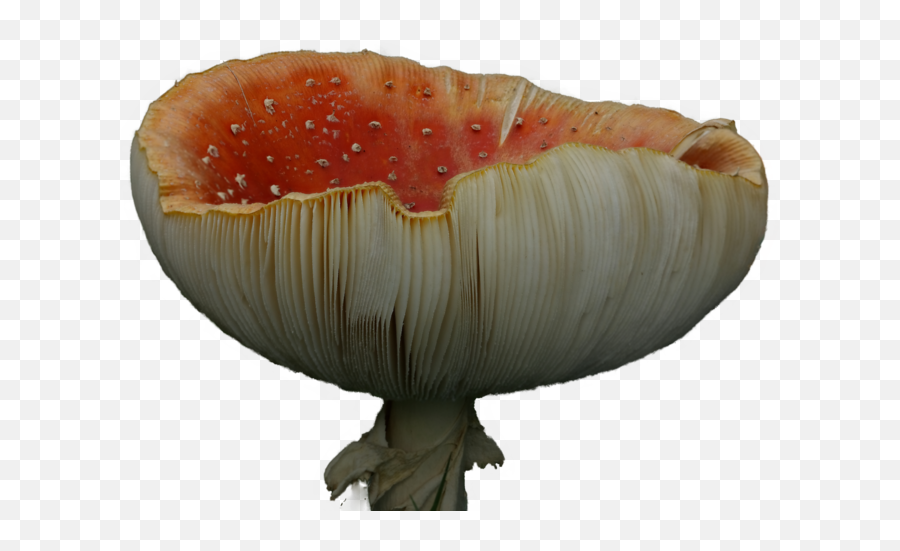 Mushrooms Png Mushroom Transparent Background