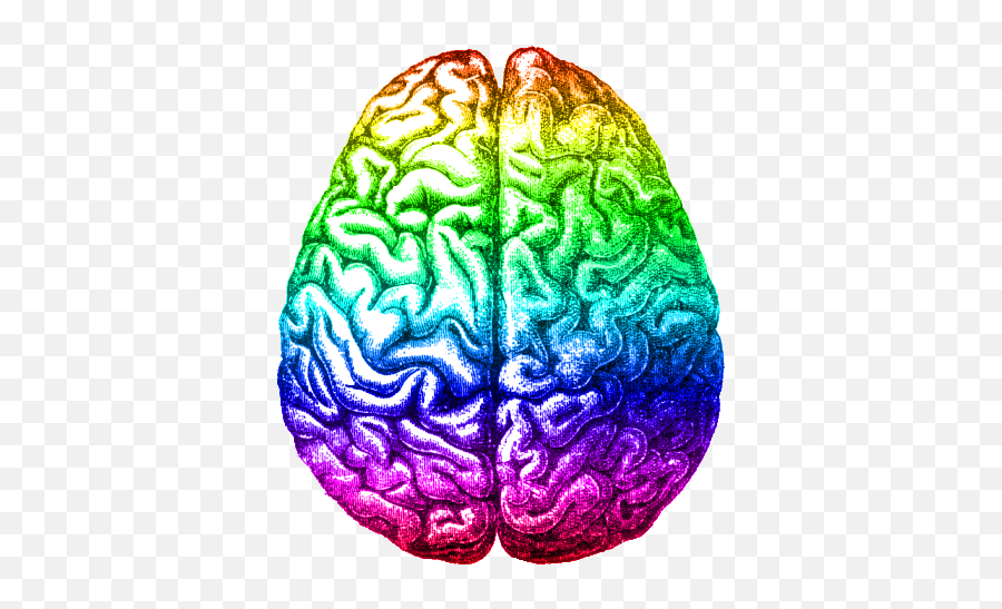 Левая гемисфера мозга. Радужный мозг. Мозг на прозрачном фоне. Мозг нарисованный.