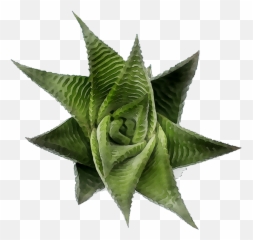 Plants - Png Download 12391239 Free Transparent Plants Aloe,Aloe Png
