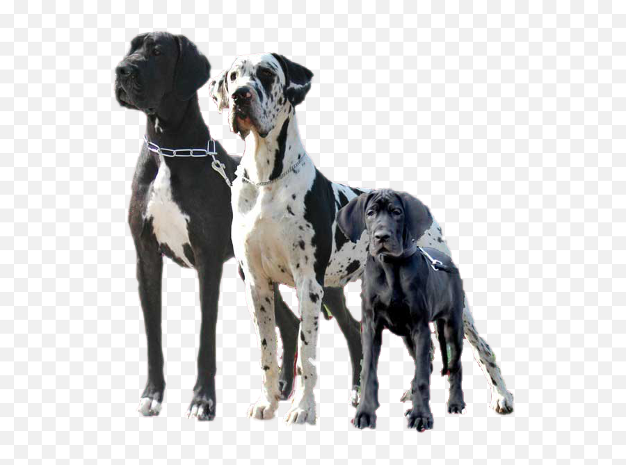 The Great Dane - Great Dane Deutsche Dogge Png,Great Dane Png