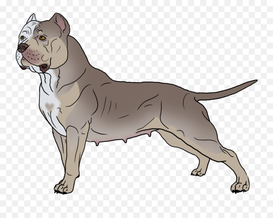 American Pit Bull Terrier Bulldog - English Bulldog American Bulldog Vector Png,Pitbull Png