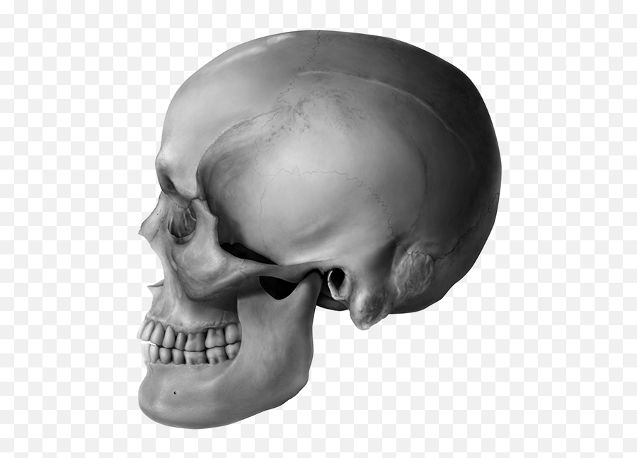 Download This Human Skull Illustration Of A Middle Aged - Skull Png,Human Skull Png