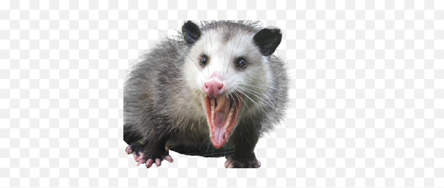 How To Get Rid Of Opossums - Virginia Opossum Png,Possum Transparent