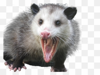 How To Get Rid Of Opossums - Virginia Opossum Png,Possum Transparent