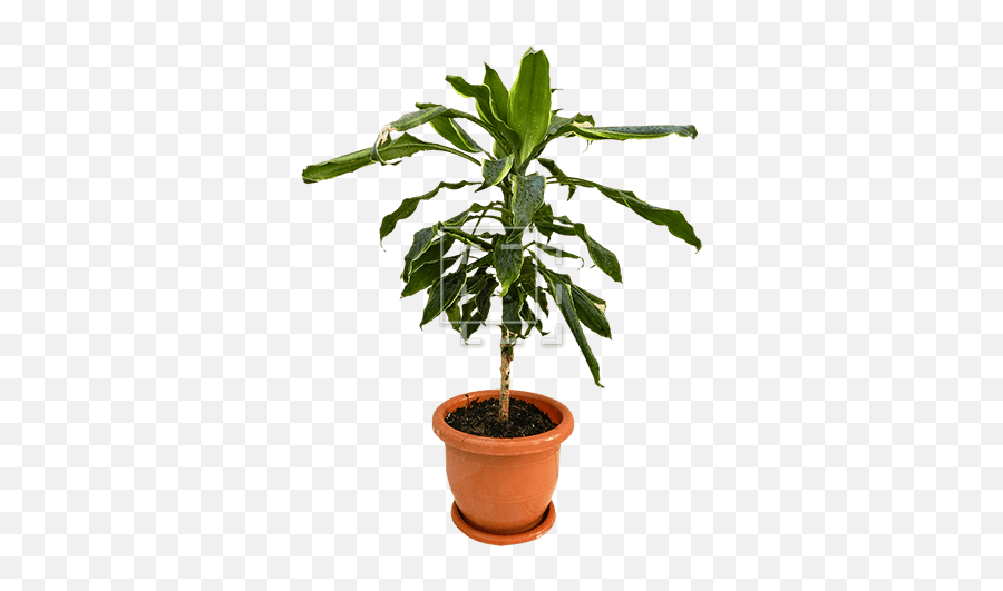 Dark Green Small Tree In Planter - Immediate Entourage Houseplant Png,Planter Png
