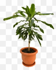 Dark Green Small Tree In Planter - Immediate Entourage Houseplant Png,Planter Png