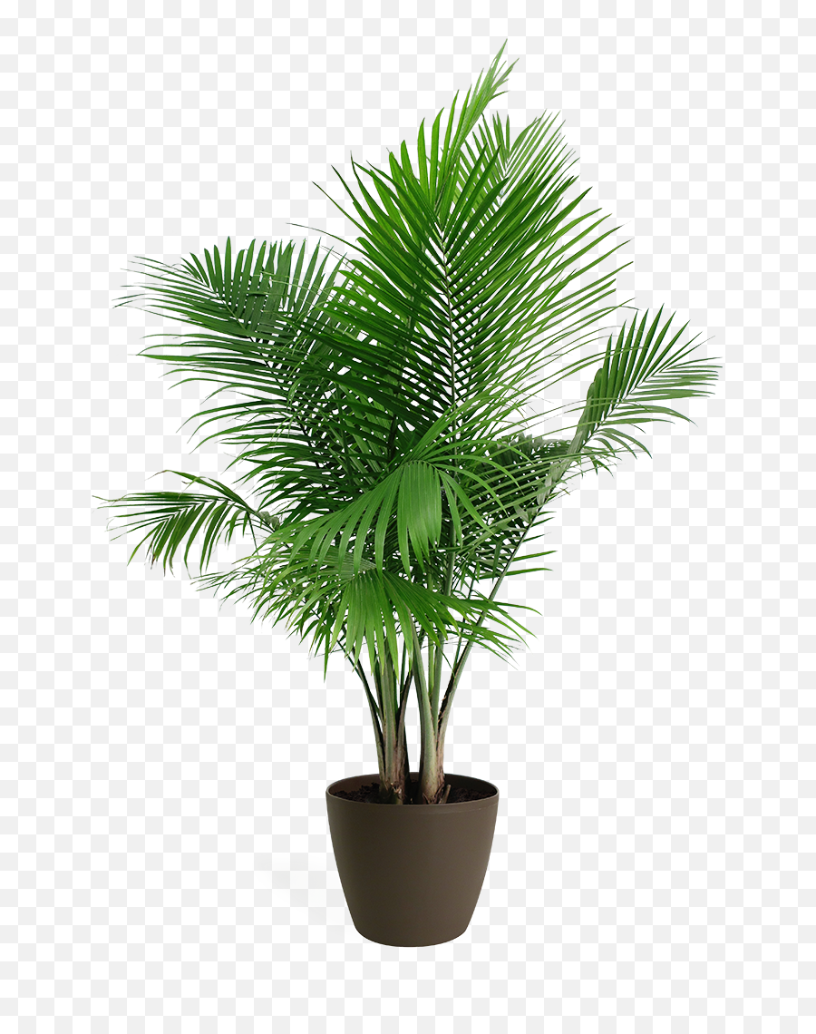 Majesty Palm - Palm House Plant Png Full Size Png Download Palm Tree Plant Png,Indoor Plant Png