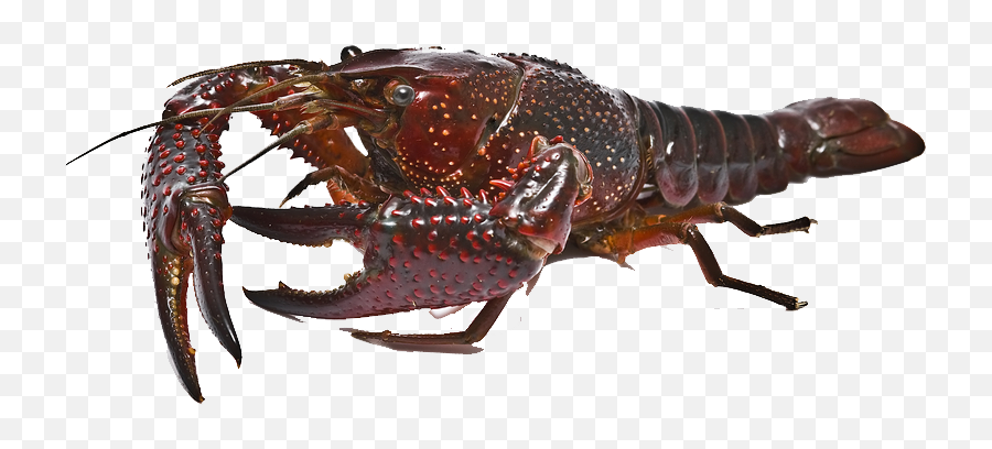 Crawfish Png - American Lobster,Crawfish Png