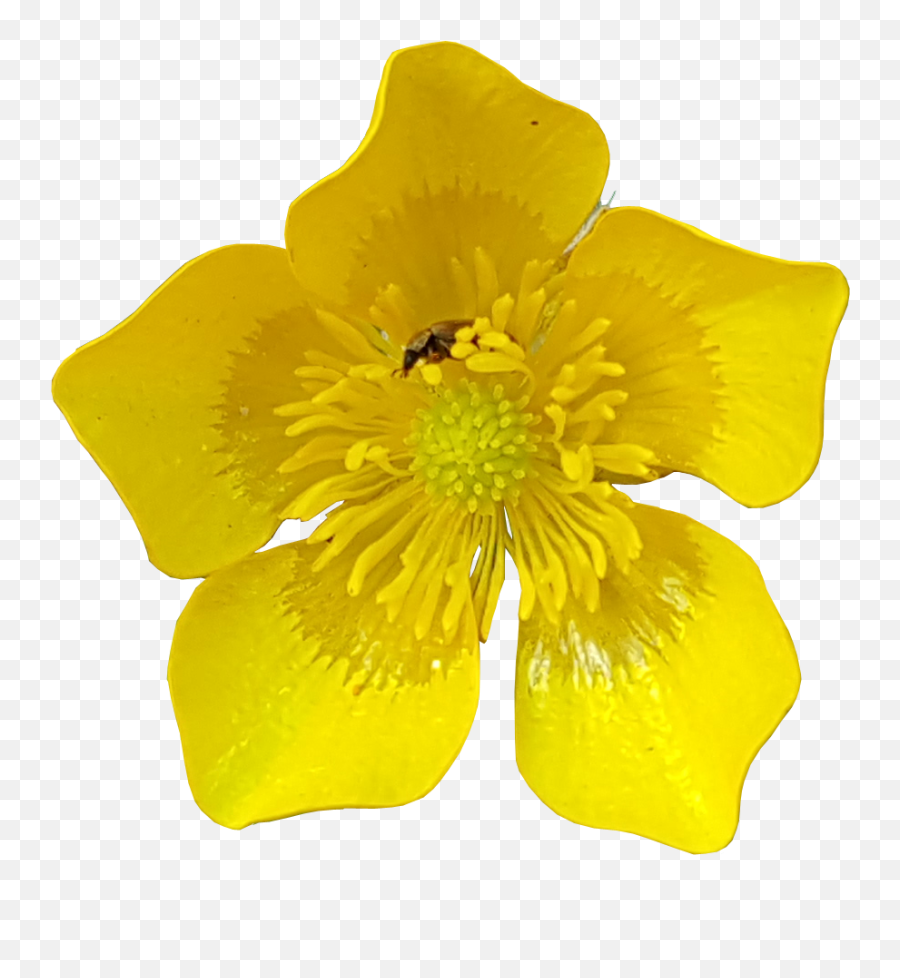 Spring Daffodils Transparent Background Flower Image Free - Buttercup With Transparent Background Png,Spring Background Png
