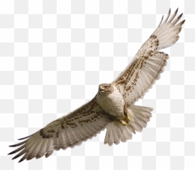 Falcon Png - Hawk Flying Png,Prey Png
